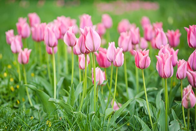 Belles tulipes roses