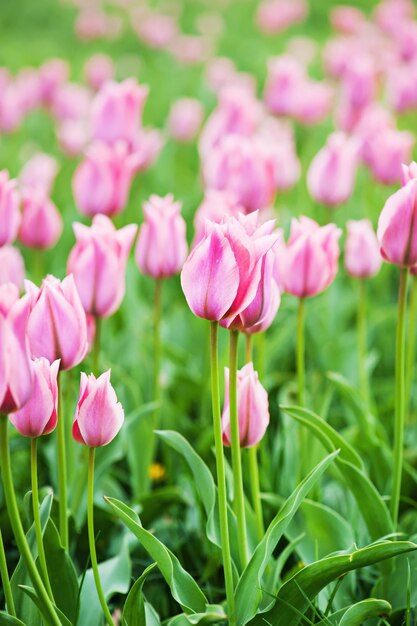 Belles tulipes roses