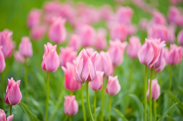 Belles tulipes roses