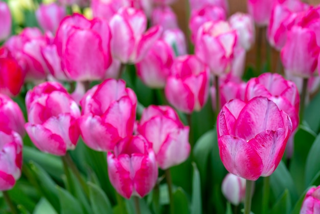 Belles tulipes roses.