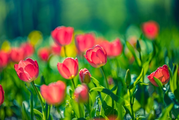 Belles tulipes rouge vif en gros plan sur fond ensoleillé de printemps flou. Incroyable printemps romantique