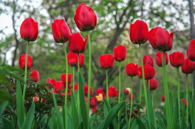 Belles tulipes rouges au printemps dans la rue, fond avec des fleurs