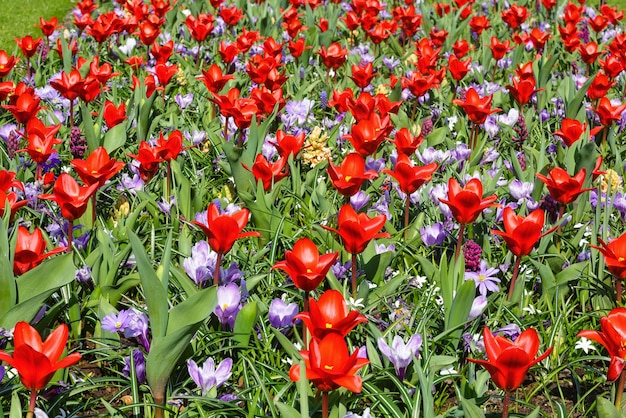 Belles tulipes rouges et crocus violets (gros plan) au printemps