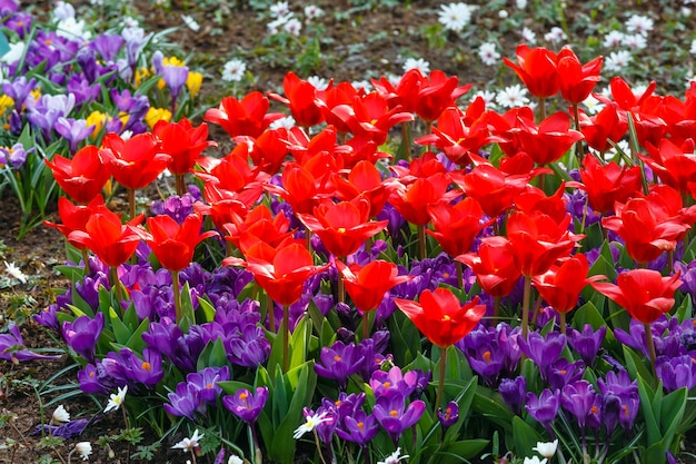 Belles tulipes rouges et crocus violets (gros plan) au printemps