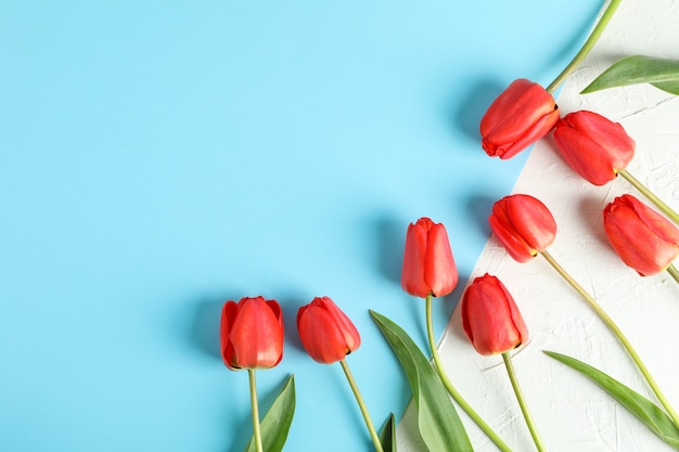 Belles tulipes rouges sur deux tons