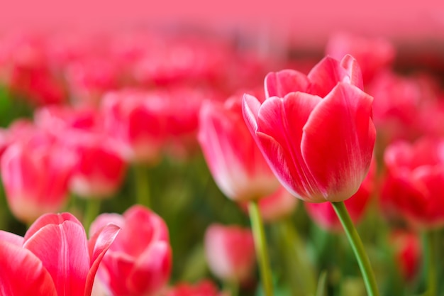 Belles tulipes rouges, fond de fleurs