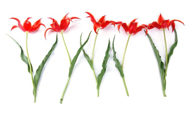 Belles tulipes rouges, isolées sur blanc