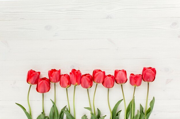 belles tulipes rouges isolées sur un fond blanc en bois, vue de dessus à plat