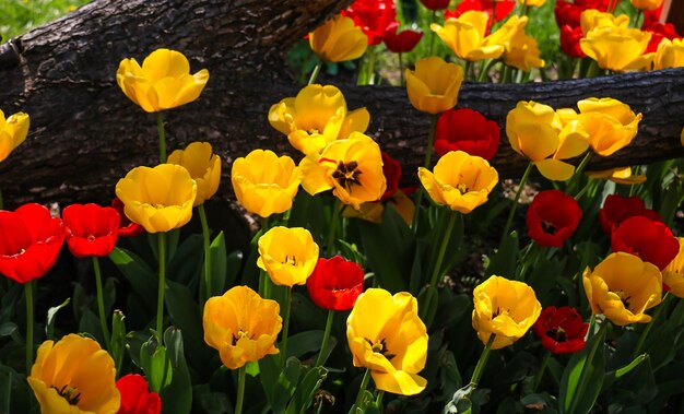 Belles tulipes rouges et jaunes