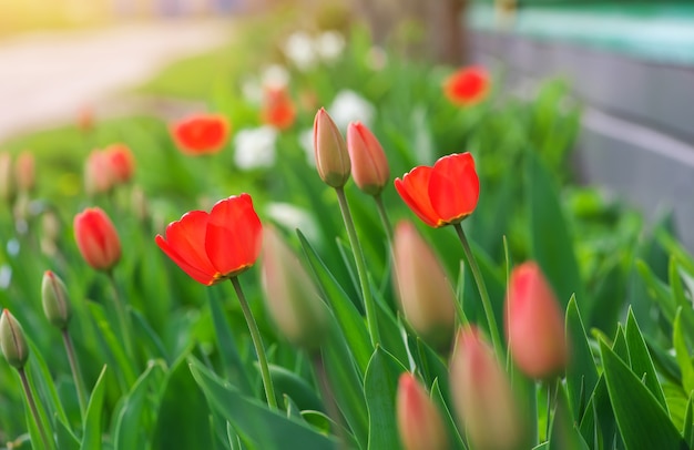 Belles tulipes rouges un jour ensoleillé