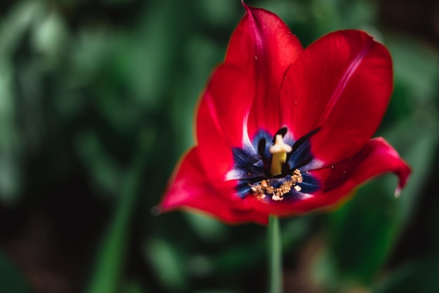 Belles tulipes rouges roses