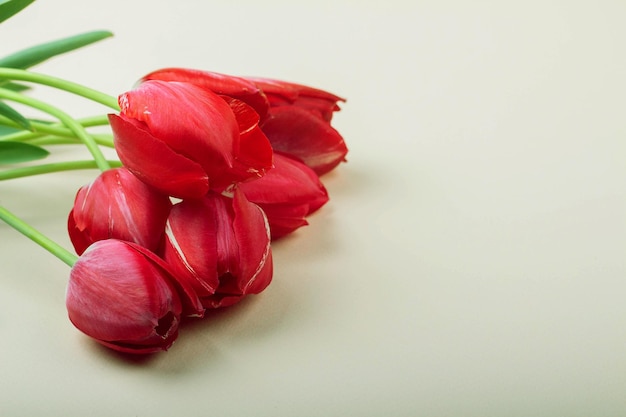 De belles tulipes rouges se trouvent sur un fond clair