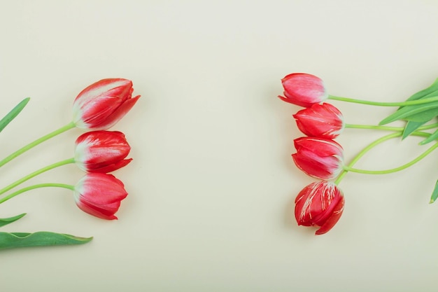 De belles tulipes rouges se trouvent sur un fond clair