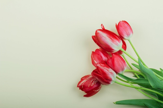 De belles tulipes rouges se trouvent sur un fond clair