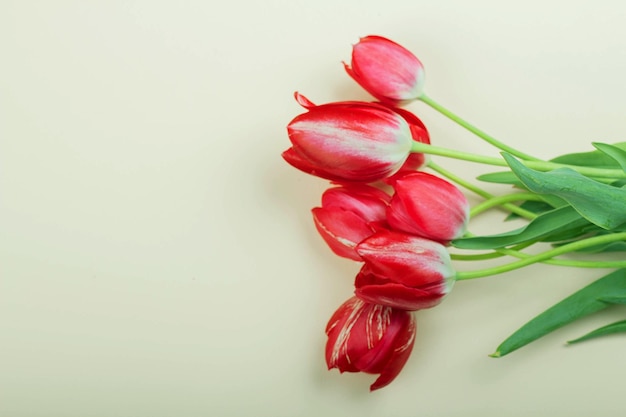 De belles tulipes rouges se trouvent sur un fond clair