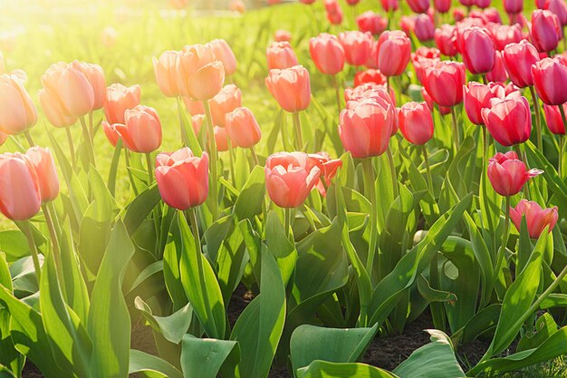 Belles tulipes rouges