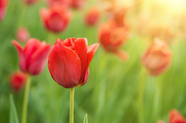 Belles tulipes rouges