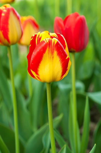 Belles tulipes rouges