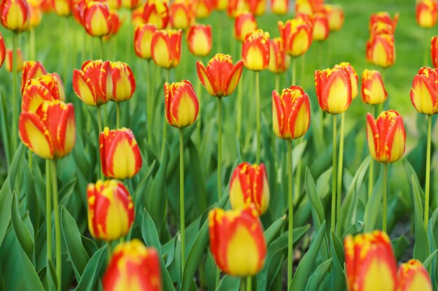 Belles tulipes rouges