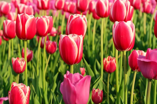 Belles tulipes rouges