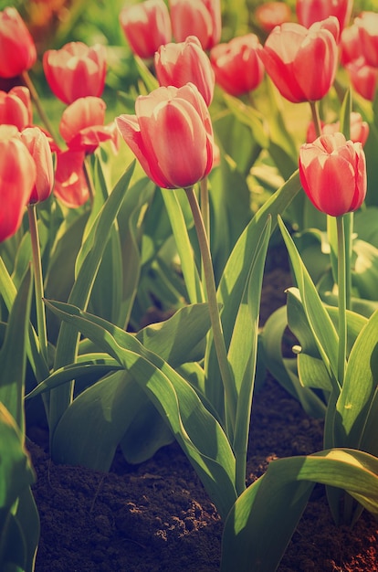 Belles tulipes rouges