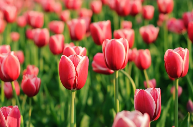 Belles tulipes rouges