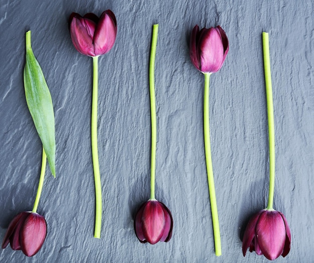 Belles tulipes violettes sur fond gris