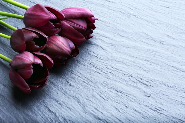 Belles tulipes violettes sur fond gris