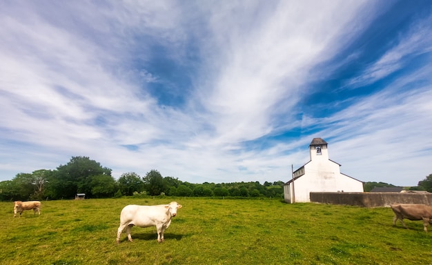 Belles Vaches Blanches Sur Le Pré