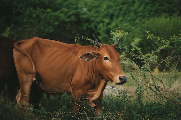 De belles vaches brunes asiatiques paissent sur un pré mangeant de l'herbe