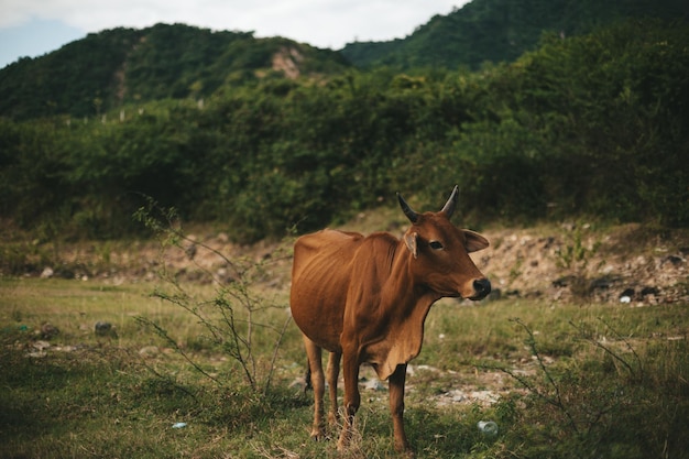 De belles vaches brunes asiatiques paissent sur un pré mangeant de l'herbe