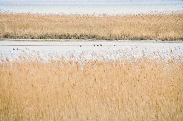 Belvédère d'oiseaux Pramort sur le vaste paysage de Darss avec vue sur le bodden et la mer baltique