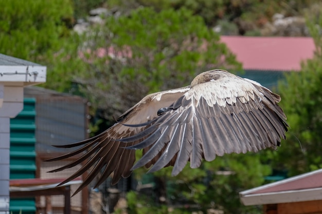 BENALMADENA, ANDALOUSIE/ESPAGNE - 7 JUILLET : Condor des Andes juvénile (Vultur gryphus) au mont Calamorro près de Benalmadena en Espagne le 7 juillet 2017