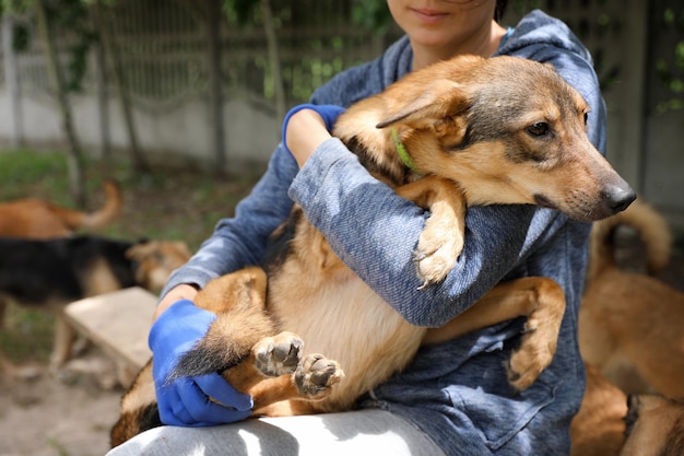 Bénévole avec un chien sans abri au refuge pour animaux à l'extérieur