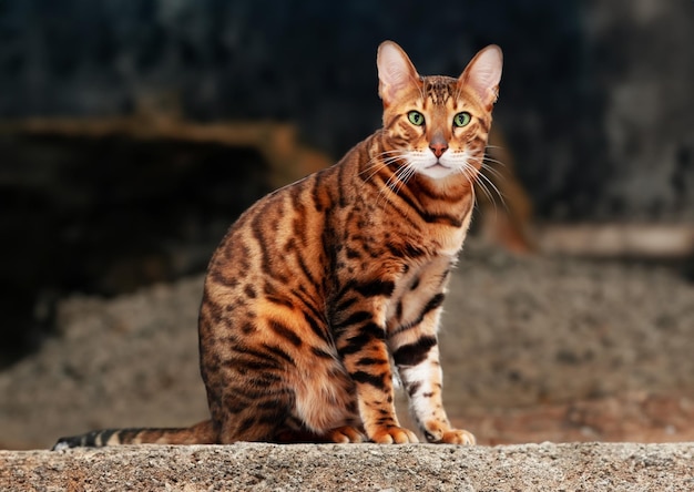 Bengal Beauty Le magnifique chat du Bengale