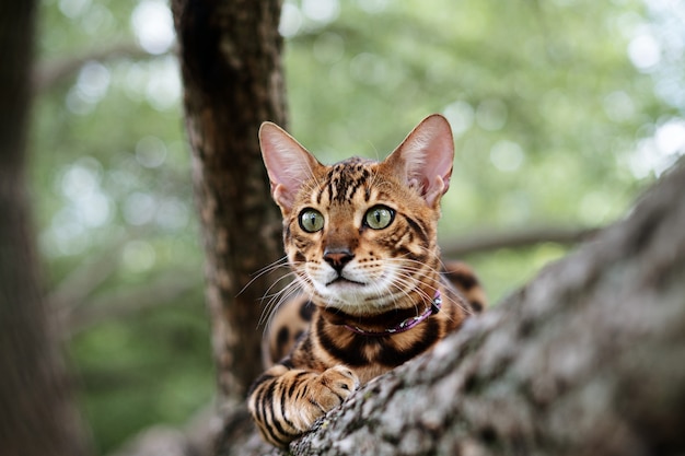 Bengal le chat dans le parc