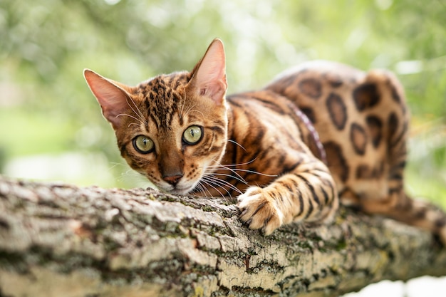 Bengal le chat dans le parc