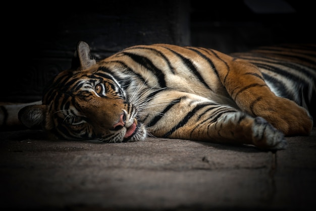 bengal tigre qui dort