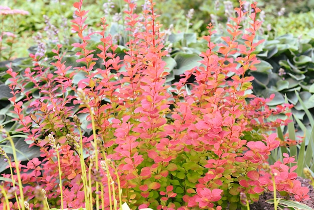 Berberis thunbergii l'épine-vinette japonaise ou l'épine-vinette rouge