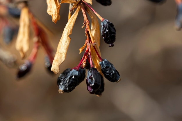 Berberis vulgaris Barberries rouges sur la brousse dans le jardin