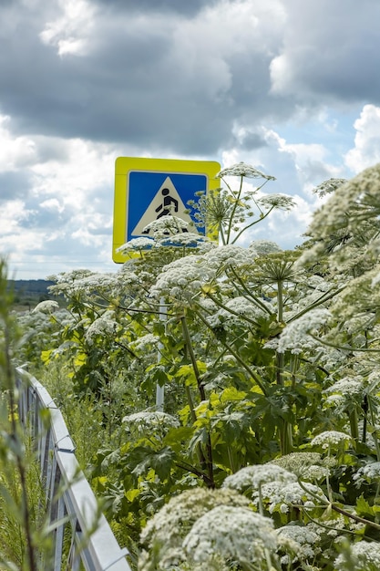 la berce du Caucase toxique pousse le long de la route