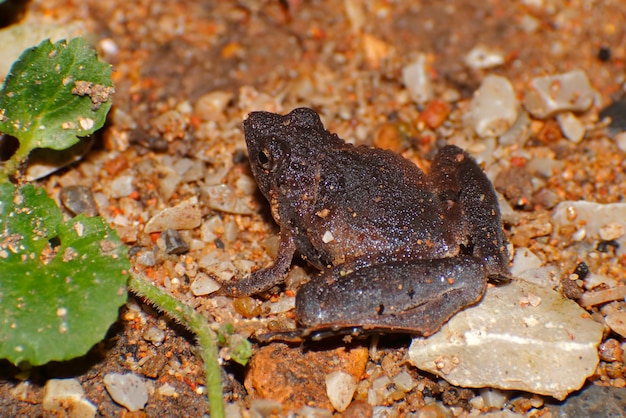 Berdmore&#39;s Chorus Frog Microhyla berdmorei Gros plan