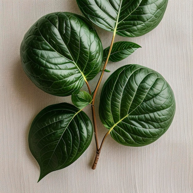 Bergamot kaffir herbe de citron vert fraîche isolée sur blanc