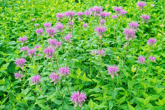 Bergamot sauvage Monarda fistulosa en fleurs avec des feuilles vertes en arrière-plan