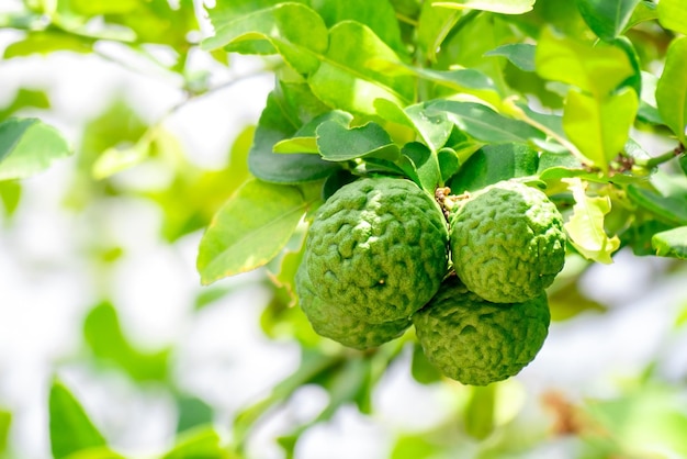 Bergamot vert frais Bergamot fruit suspendu à la branche Bergamot arbre jardin et concept d'alimentation saine groupe de bergamotBergamot plantes médicinales avec de nombreuses