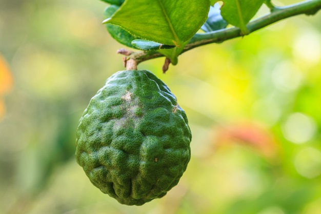 Bergamote sur l&#39;arbre