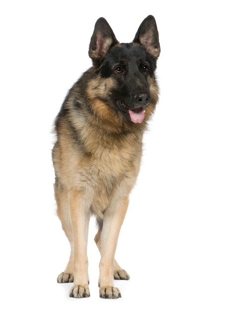 Berger allemand avec 2 ans. Portrait de chien isolé / alsacien. Portrait de chien isolé