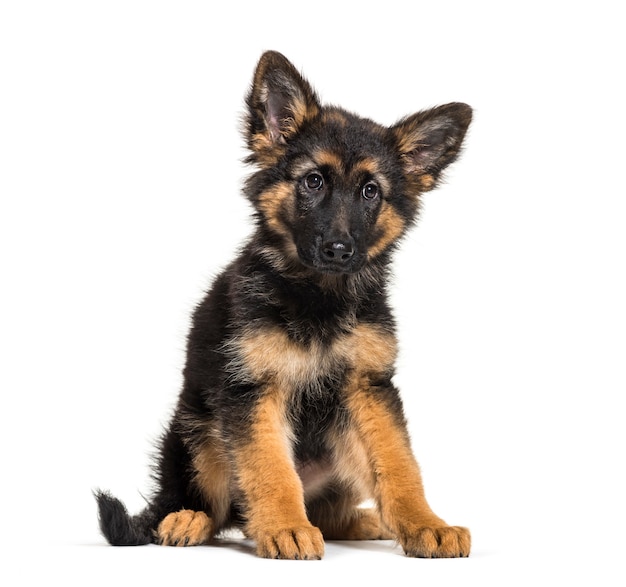 Berger Allemand, 3 mois, in front of white background