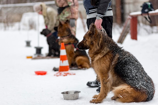 Berger allemand attendant l'équipe pendant l'hiver