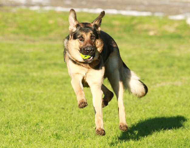 berger allemand au parc